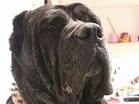 cane corso italian mastiff head